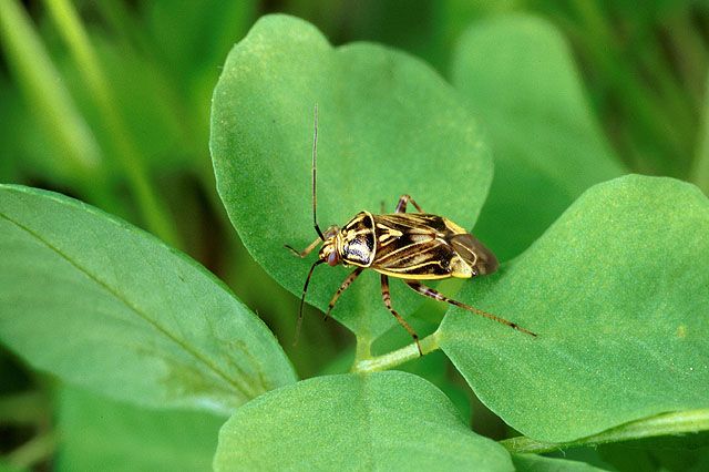 File:Lygus lineolaris on Trifolium.jpg