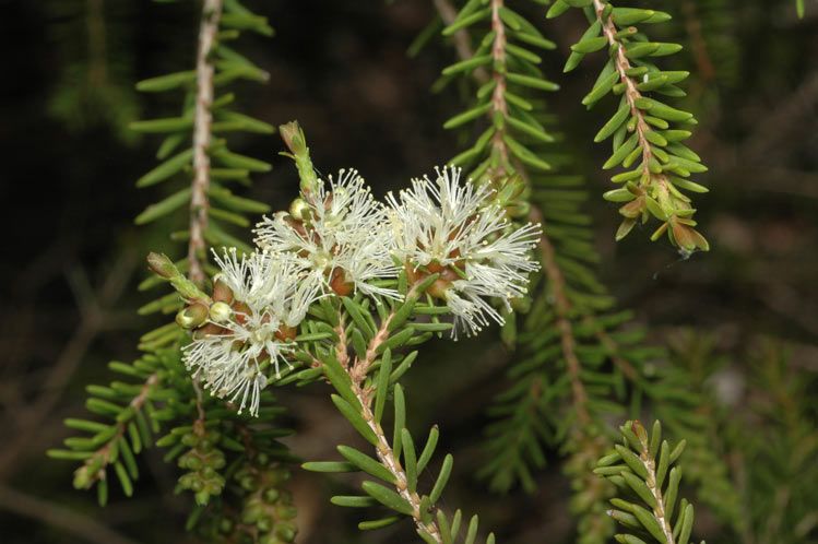 File:Melaleuca howeana.jpg