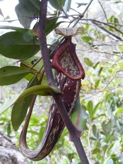 File:Nepenthes mapuluensis upper pitcher.jpg