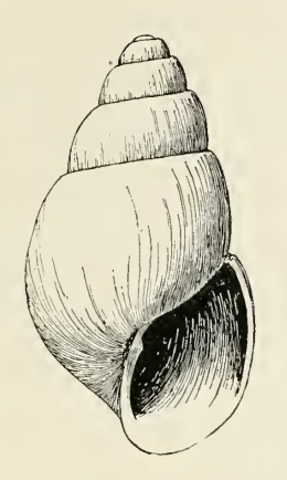 File:Odostomia elsa 001.png