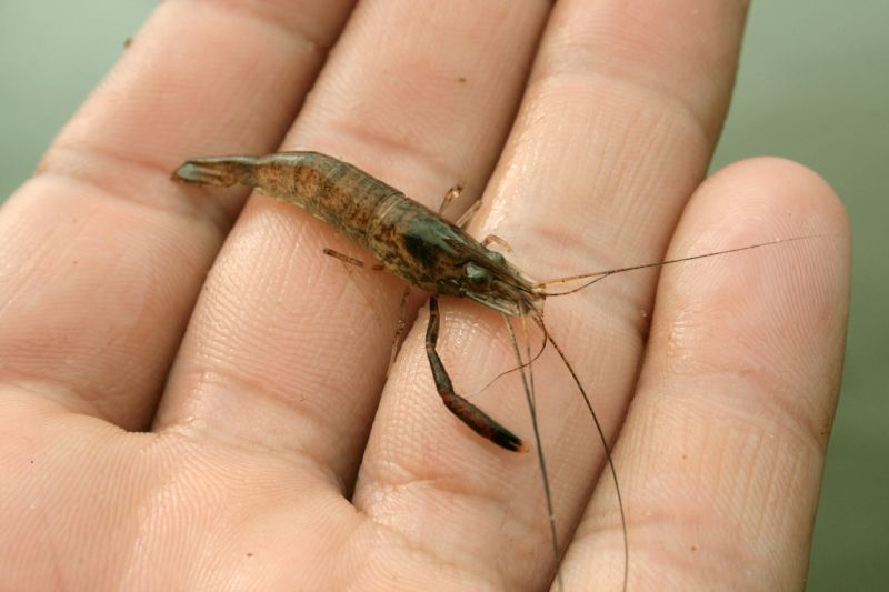 File:Ohio River Shrimp (Macrobrachium ohione).jpg