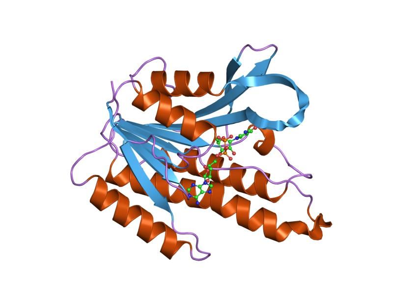 File:PDB 1dhr EBI.jpg