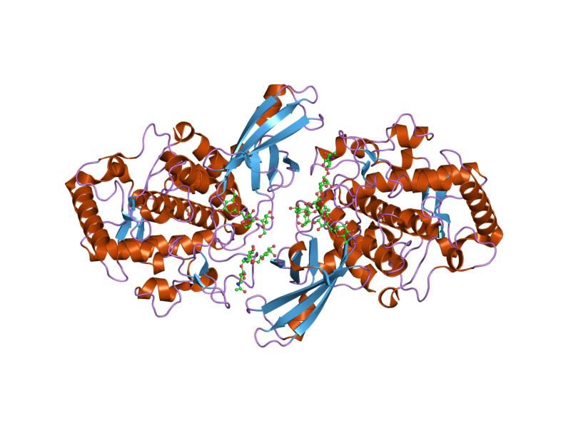 File:PDB 1js8 EBI.jpg