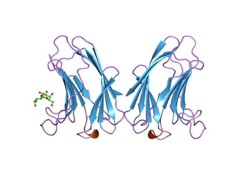 File:PDB 4gal EBI.jpg