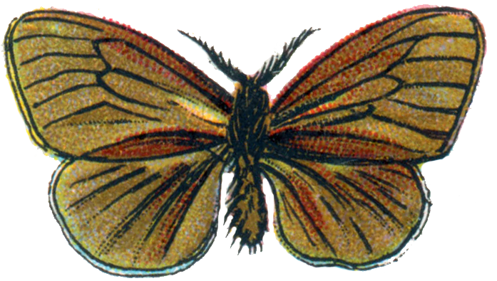 File:Psyche unicolor.png