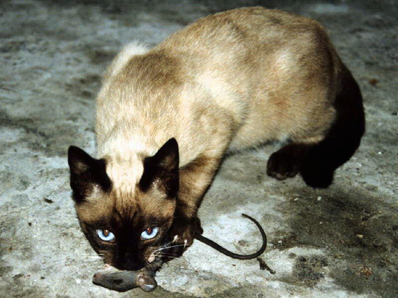 File:Siamese cat catching a mouse.jpg