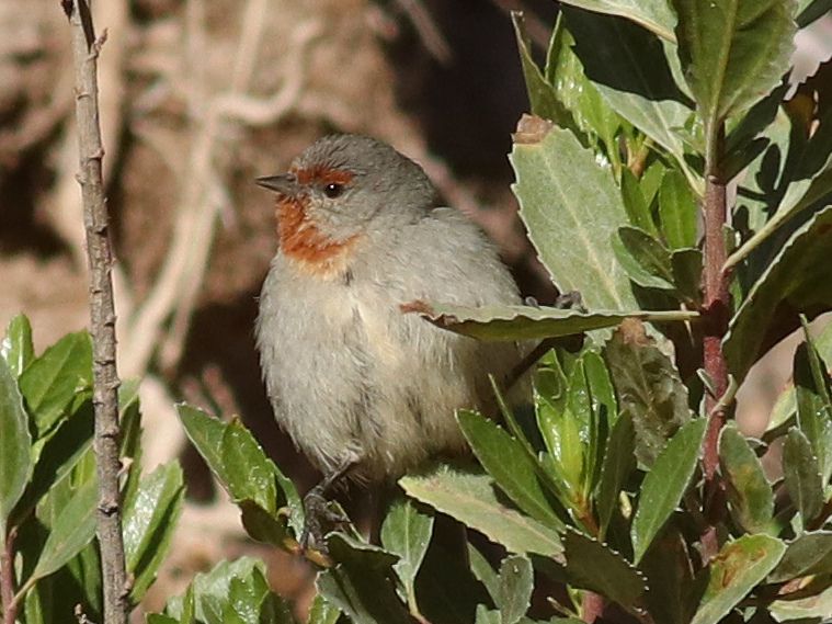 File:Tamarugo Conebill.jpg