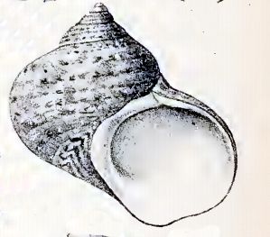 File:Turbo petholatus 002.jpg