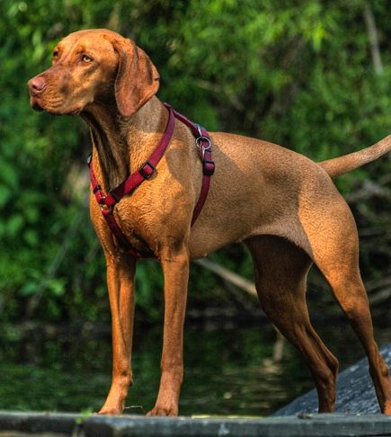 File:Vizla standing Rosie harness, cropped version.jpg