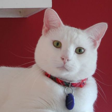 File:White Domestic Shorthair Cat 2006 (cropped).jpg