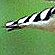 File:Zebra finch tail.jpg