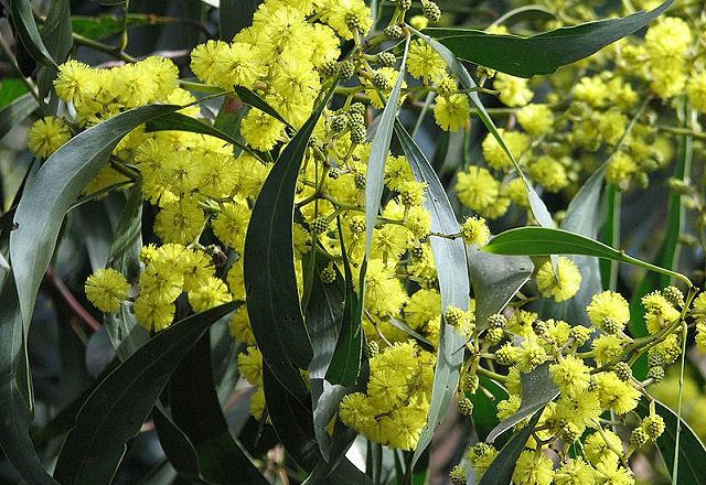 File:Acacia pycnantha (Golden Wattle).jpg