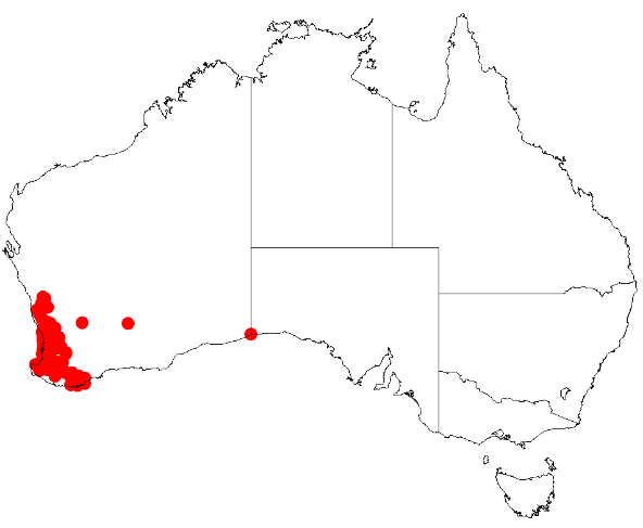 File:Acacia wildenowianaDistMap961 - Copy.png