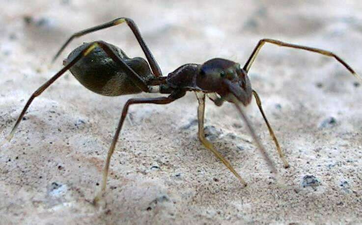 File:Ant Mimic Spider Myrmarachne.jpg