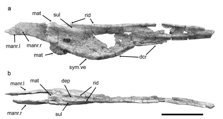 File:Argentinadraco jaw.jpg