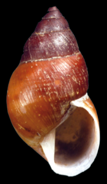 File:Bulimulus limnoides shell.png