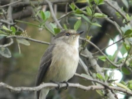 File:Chapin's Flycatcher (Muscicapa lendu) JM.jpg