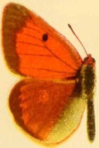 File:Colias heos.JPG