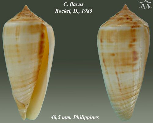 File:Conus flavus 1.jpg