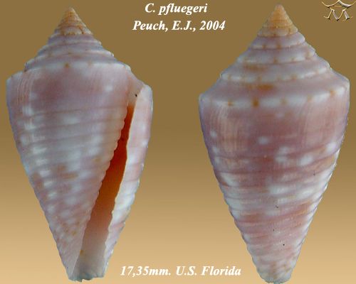 File:Conus pfluegeri 4.jpg