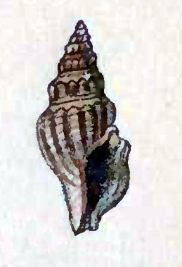 File:Crassispira apicata 001.jpg