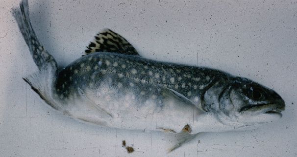 File:Deformed Brook Trout.jpg