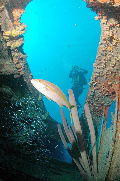 File:Diver at Hilma Hooker wreck.jpg