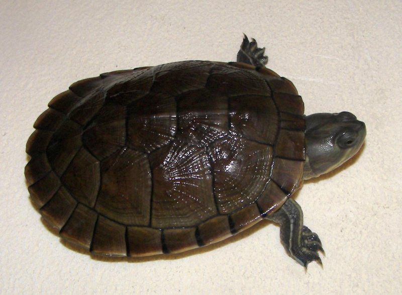 File:Dossière de Trachemys decussata angusta.jpg