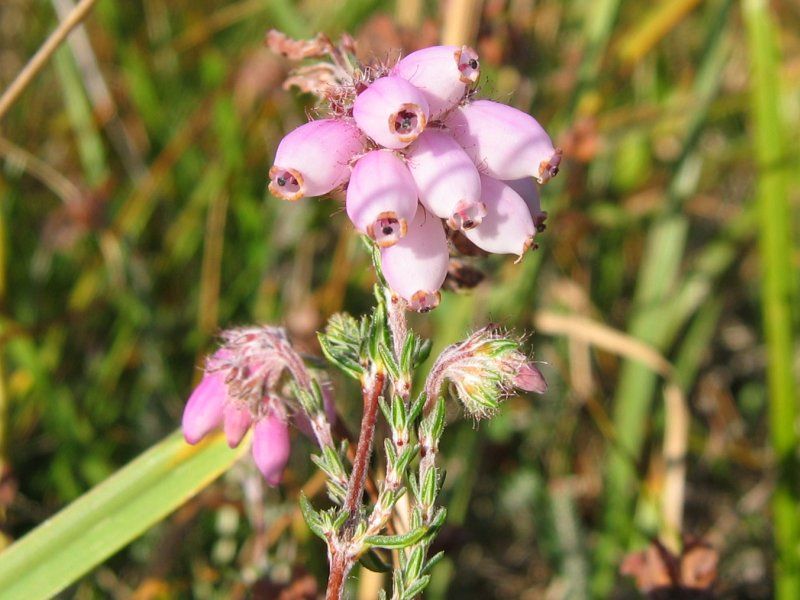 File:Erica tetralix.jpeg