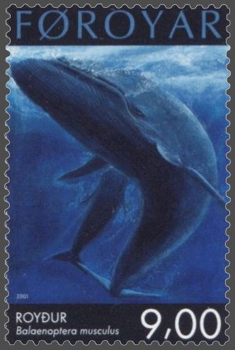 File:Faroe stamp 402 blue whale (Balaenoptera musculus).jpg