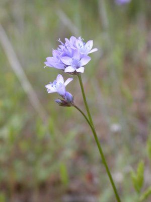 File:Gilia achilleifolia NPS.jpg