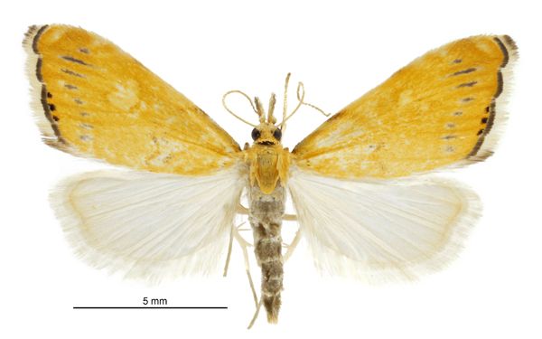 File:Glaucocharis leucoxantha female2.jpg