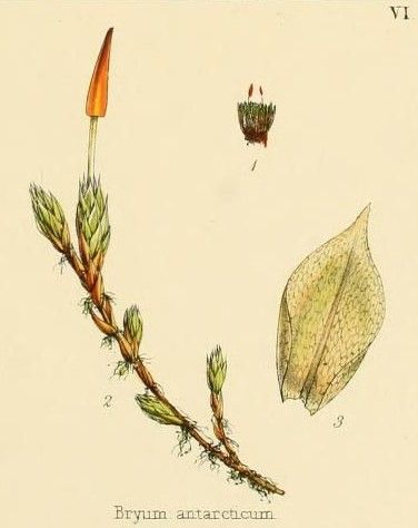 File:Hennediella heimii-Flora Antarctica Plate CLIII.jpg