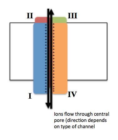 File:Ion channel in conformation.png