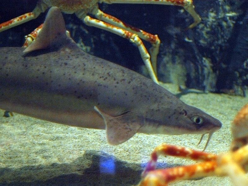 File:Mandarin dogfish2.jpg