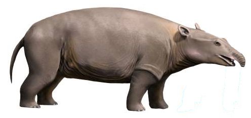 File:Moeritherium NT crop.jpg