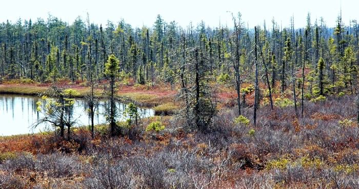 File:NH Heath.Pond.Bog -2 edit nnl.nps.jpg