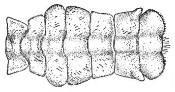 File:Oregonia bifurca male abdomen.jpg