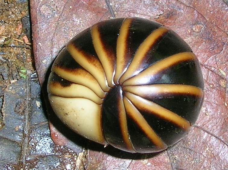 File:Pill millipede.jpg