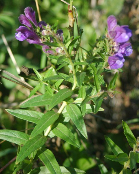 File:Scutellaria baicalensis flowers.jpg