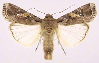 File:Spodoptera frugiperda.jpg