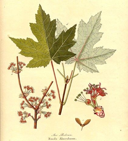 File:Acer rubrumAH.jpg