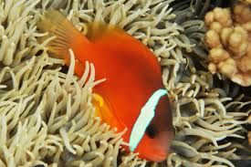 File:Amphiprion barberi.jpg