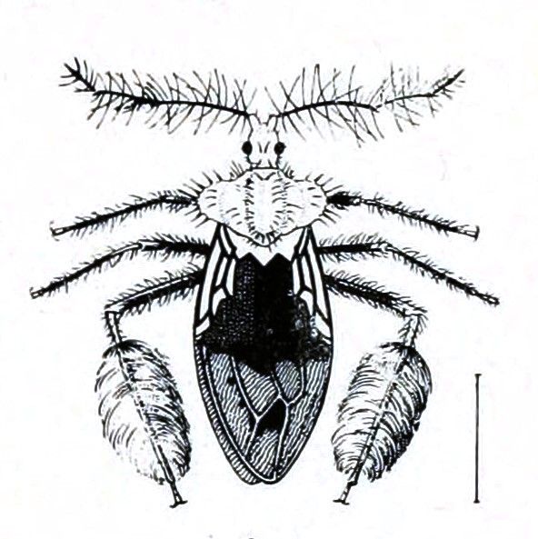 File:Australian insects (Plate XXXI) (7268263964), 9.jpg