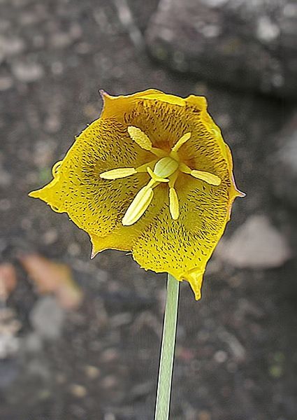 File:Calochortus barbatus (9729039412) - cropped.jpg