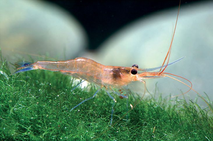 File:Caridina caerulea (10.3897-zookeys.1009.54303) Figure 2 (cropped-C).jpg