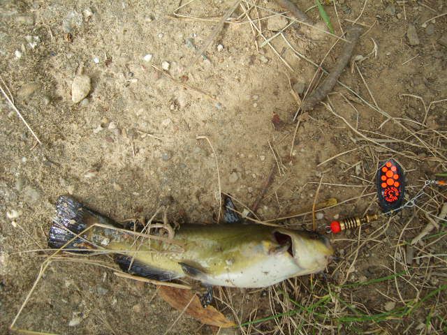 File:Catfish.JPG