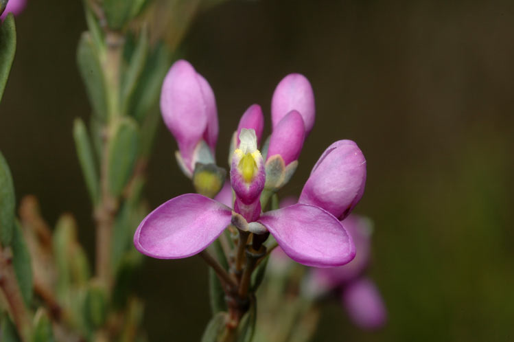 File:Comesperma retusum.png