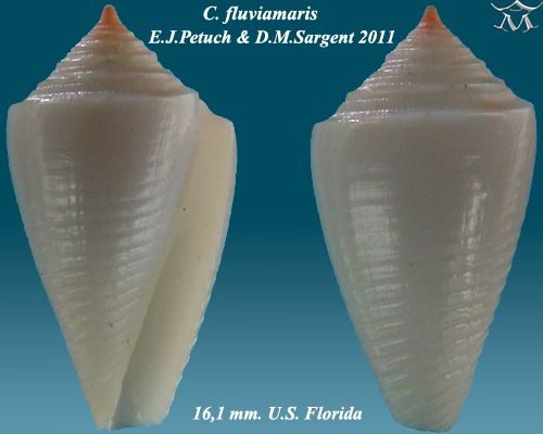 File:Conus fluviamaris 5.jpg