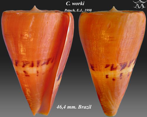 File:Conus worki 1.jpg